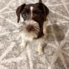 Mini Schnauzer 5mo
