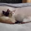 Beautiful Siamese Kittens For Sale