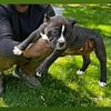 American bully puppies