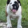 English bulldog puppies