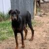 Doberman Pincher puppies, be ready in June.