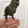 Crimson belly conure