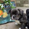 Frenchies!! We have 1 French bulldog left
