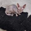 Female sphynx cat friendly with other cats