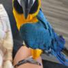 Blue and Gold Male Macaw