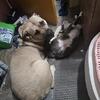 Fawn Female 2yrs old
