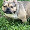 Adult female bully in coming in heat now!!