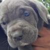 Purebred Cane Corso pups for sale