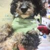 AKC registered Male Phantom TOY poodle dog very sweet