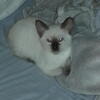 Siamese Kittens