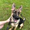 German shepherd puppy