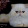 Exotic Shorthair kitten