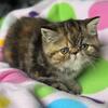 Exotic shorthair Persian 