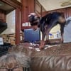 TINY 8 MOS OLD LOVE BUG HARLEQUIN MINIATURE PINSCHER