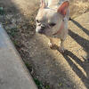 Female French bulldog