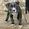 NEW BLUENOSE PUPS AVAILABLE GIOVANNI 