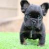 2 Amazingly Stunning Fluffy French Bulldog Puppies #Frenchie Puppies 