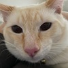 Male Flame Point Siamese Cat