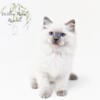 TICA Registered Ragdoll Kittens