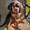 Female Cavalier King Charles puppy