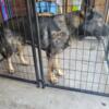 IMPORT MALE GERMAN SHEPHERD (STUD ONLY) AKC