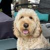 Stud - Medium Goldendoodle Stud