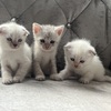 Scottish Fold and Straight Kittens