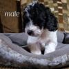 Toy Poodle Puppies Ready for New Homes