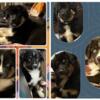 19 week old Australian Shepherd puppies looking for their best friend and forever loving home.