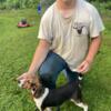 Beagle for sale London ky