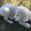 English Cream Golden Retriever pups