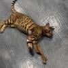 Unspayed TICA Female Rosette Bengal 