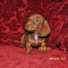 Beautiful, healthy Smooth Coat Dachshunds for sale. Available Now!