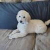 AKC Registered Standard Poodles