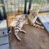 TICA Silver Bengal