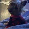 YORKIE NEEDS REHOMING ASAP