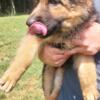 Akc blood line German shepherd puppies