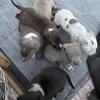 ADORABLE Pitbull/Blue Heeler Puppies Ready Now! (Terrell, TX)