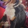 Free Australian shepherd border collie mix