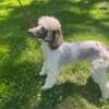 AKC Female Merle Tri  Moyen Parti Poodle (Small Standard)