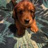 Red Miniature dashund long hair male