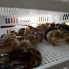 Quail chicks for sale