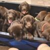 AKC Puppies for sale