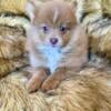 *Price reduced* Akc choc.& merle Pomeranian puppies