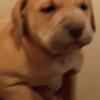 $225 ½ Cane Corso ½ pitbull puppies