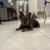 Visual fluffy French bulldog puppy