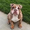 English bulldog male