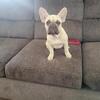 Adorable 9 months old french bulldog puppies.