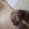Chocolate female Persian CFA registered 
