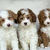 Mini F1b Bernedoodles Expected Fall 2024 - Reserve Today!